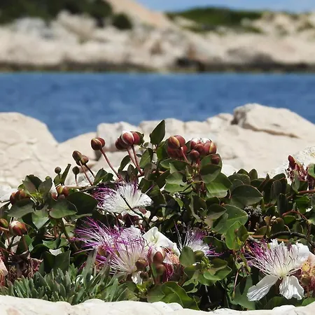 Seafronthouse Niksa, 2 Km From Vis Rogacic